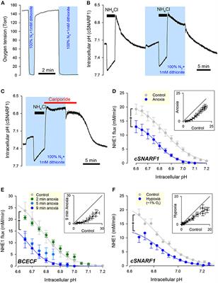 Cardiomyocyte Na+/H+ Exchanger-1 Activity Is Reduced in Hypoxia